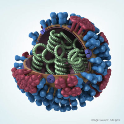 flu virus anatomy