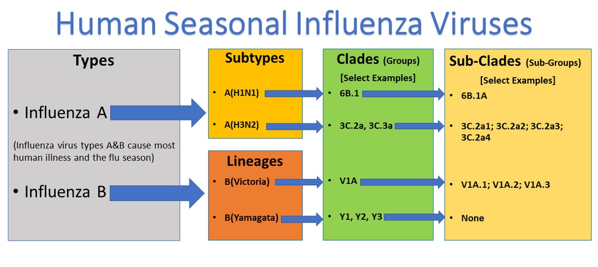 seasonal flu virus chart