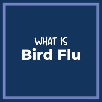 text reading 'what is bird flu'